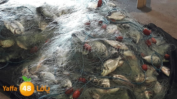 samak yaffa 3j53 (11).JPG